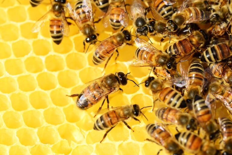 Propolis: tipos, benefícios e como usar